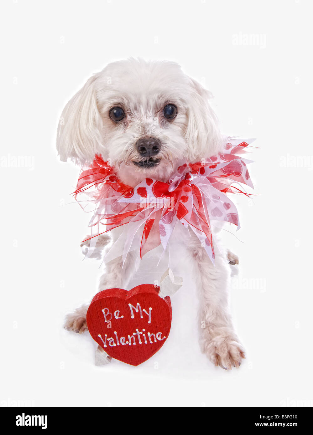 Cute Valentines Day Maltese dog isolated on white background Stock Photo -  Alamy, image size:999x1390