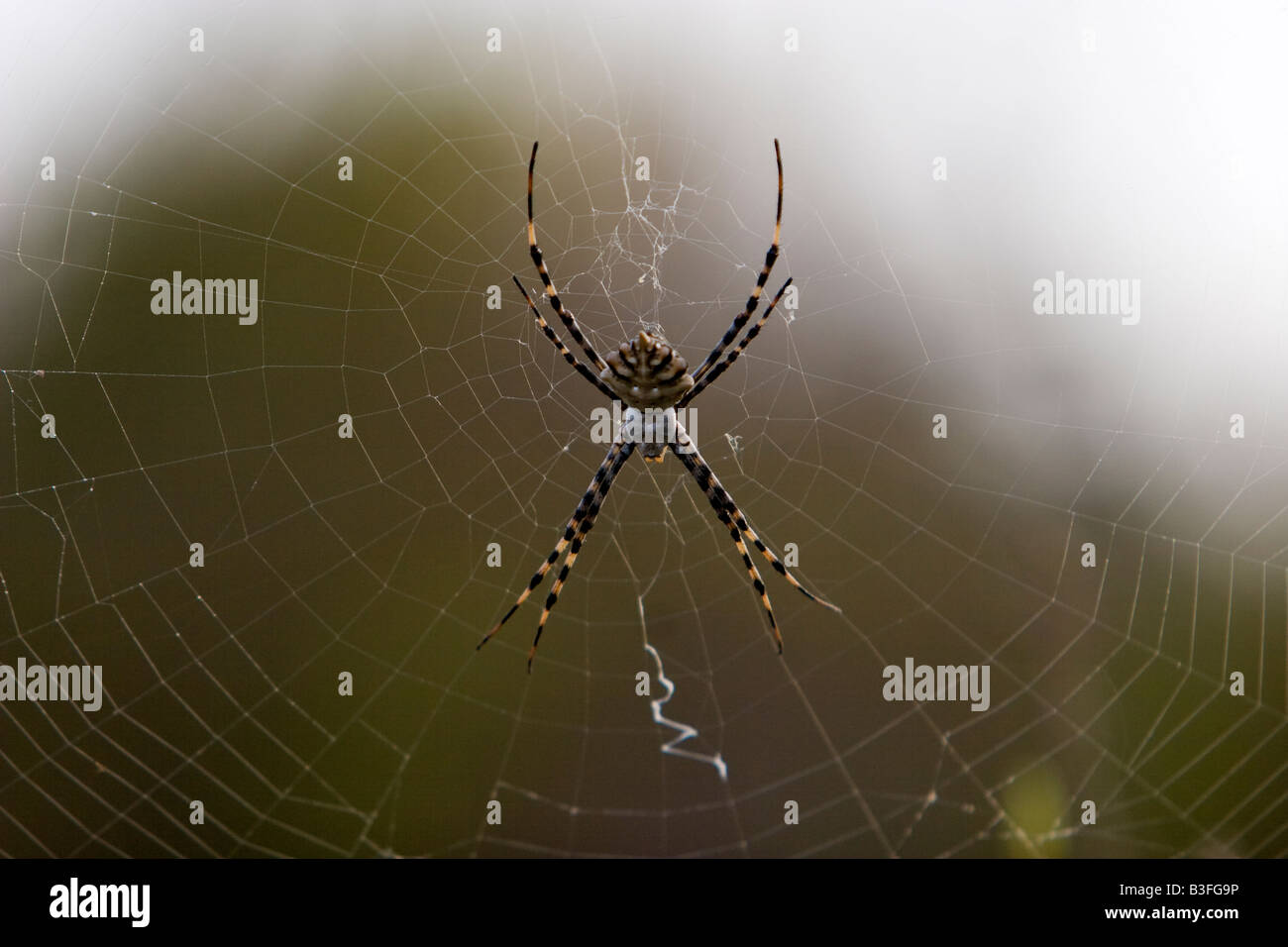 Spider in its spiderweb Stock Photo