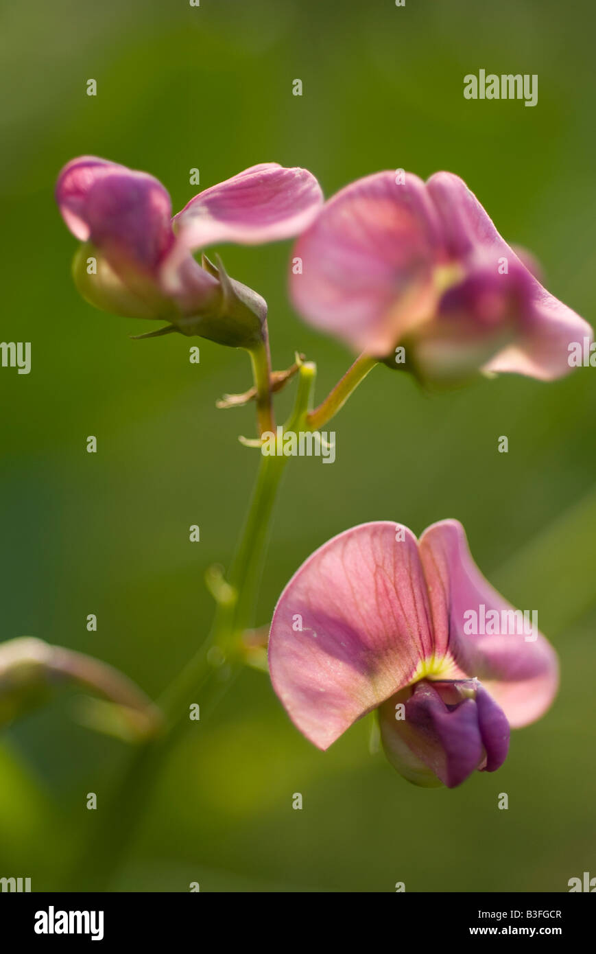 close up of field pea Stock Photo