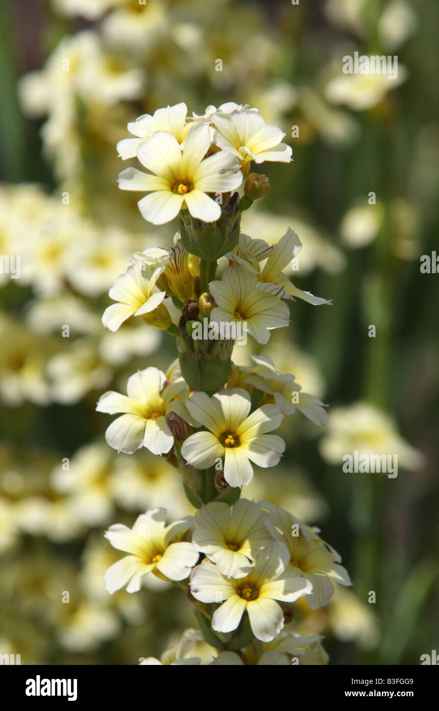 Sisyrinchium striatum flowers Stock Photo