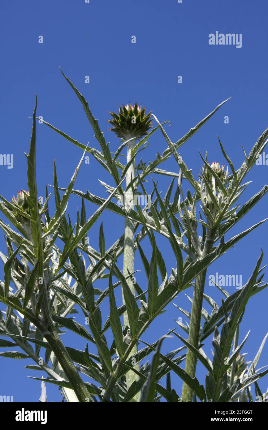 Globe artichoke plant, Cynara scolymus Stock Photo Alamy