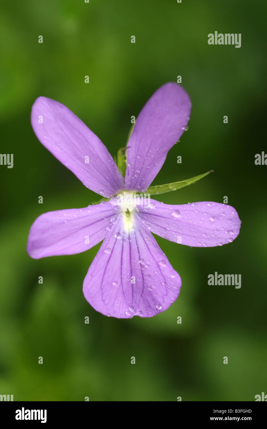 Viola cornuta Stock Photo