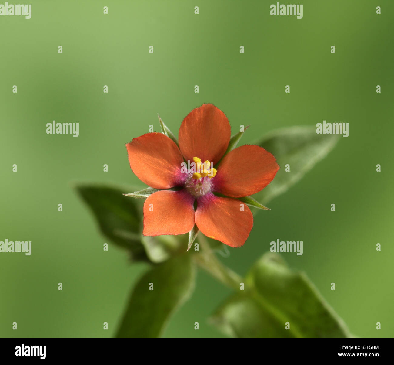 Scarlet Pimpernel Flower High Resolution Stock Photography And Images Alamy Scarlet Pimpernel Flower High Resolution Stock Photography And Images Alamy