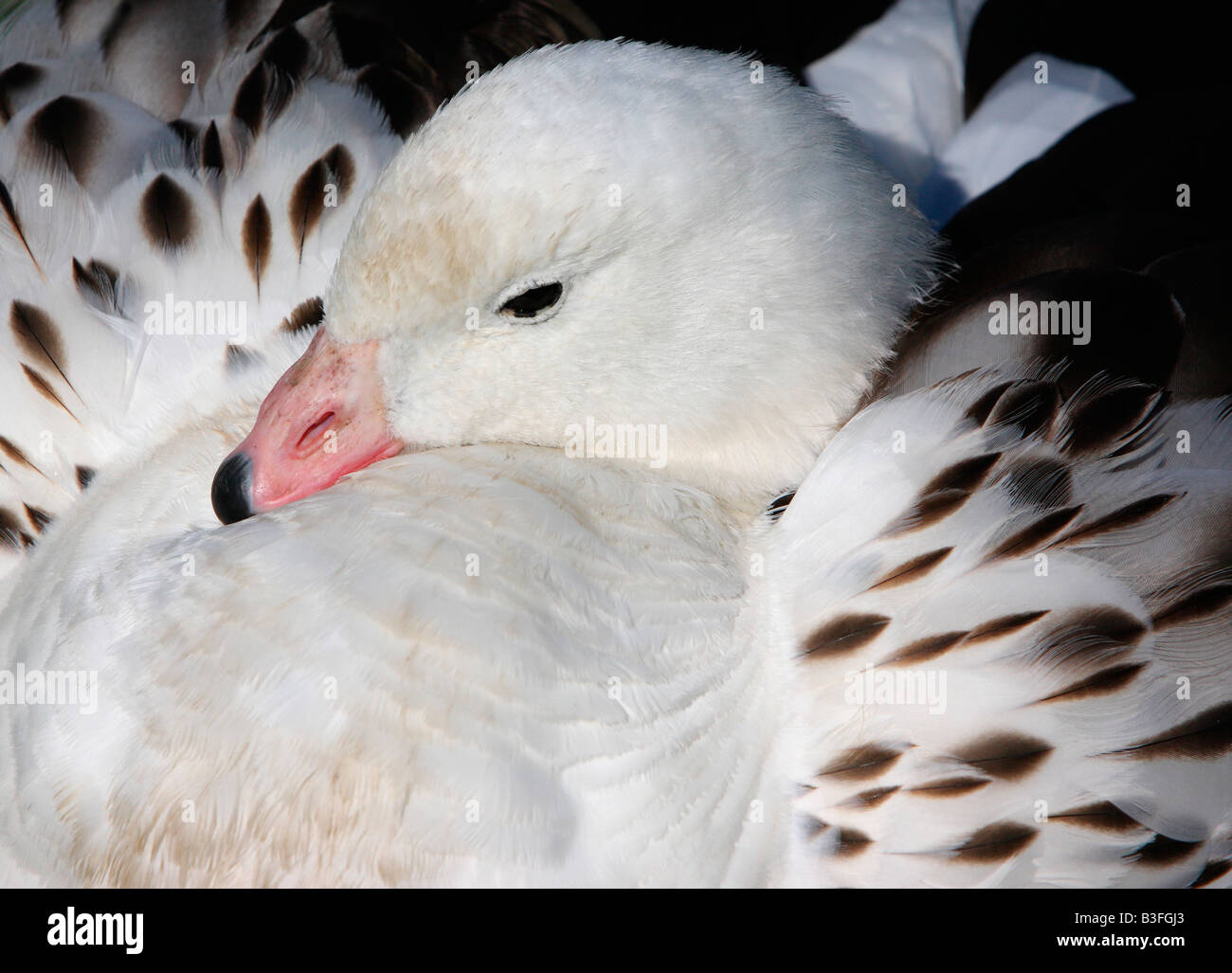 Andean goose, Chloephaga melanoptera Stock Photo
