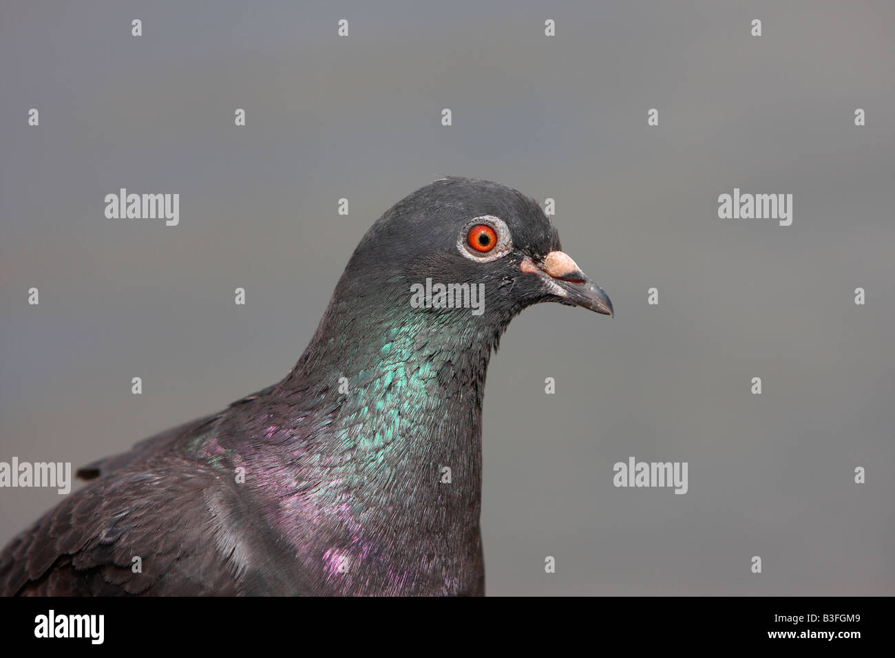 Feral pigeon, Columba livia Stock Photo Alamy