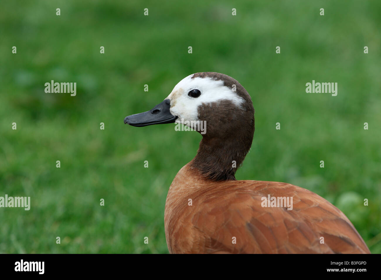 Female South African or Cape Shelduck, Tadorna cana Stock Photo - Alamy