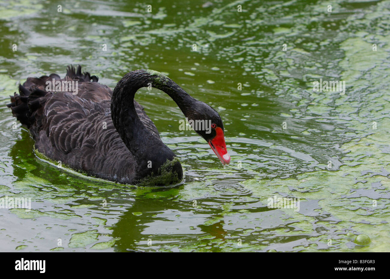 Black swan, Cygnus atratus, swimming in pond water covered with algal bloom Stock Photo