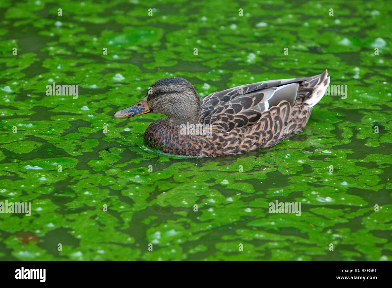 Duck swimming in pond water covered by algal bloom Stock Photo