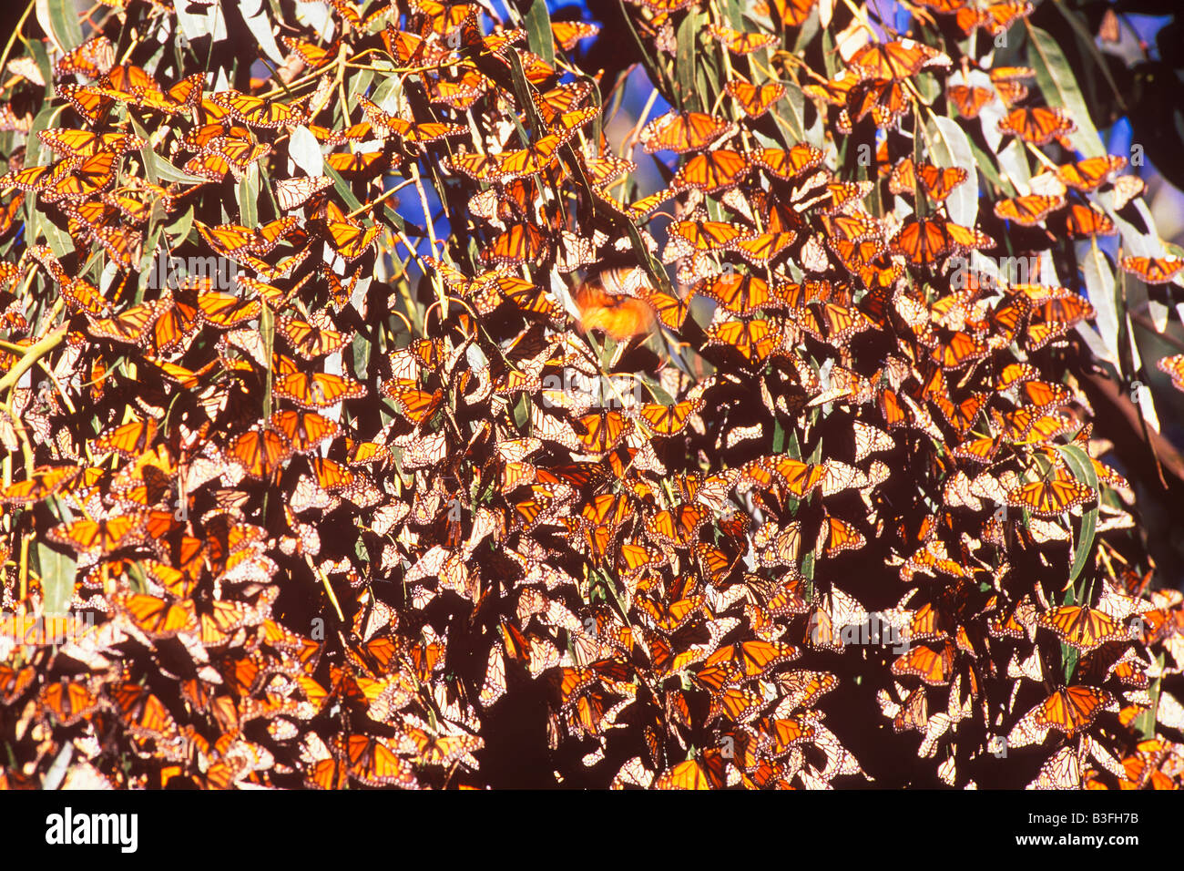 monarch butterflies Danaus plexippus in winter roosting site Coronado