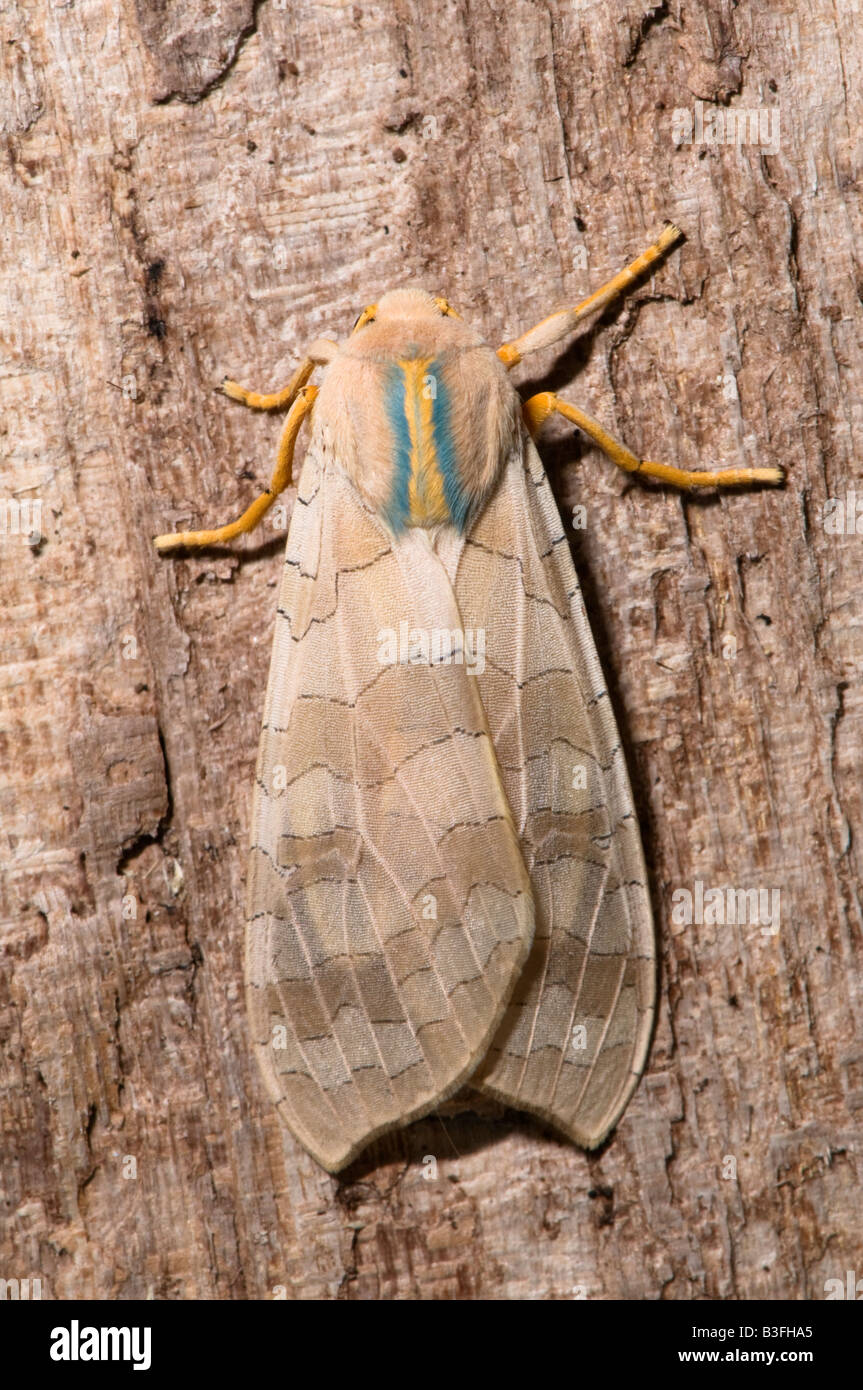 Family Arctiidae Tiger Moths Halysidota tessellaris Banded Tussock Moth Stock Photo