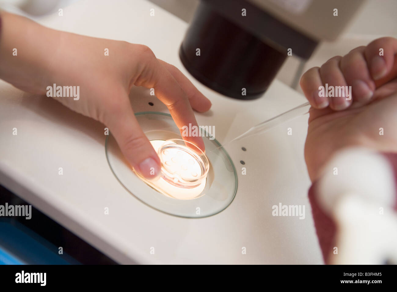 Embryologist adding sperm to egg Stock Photo