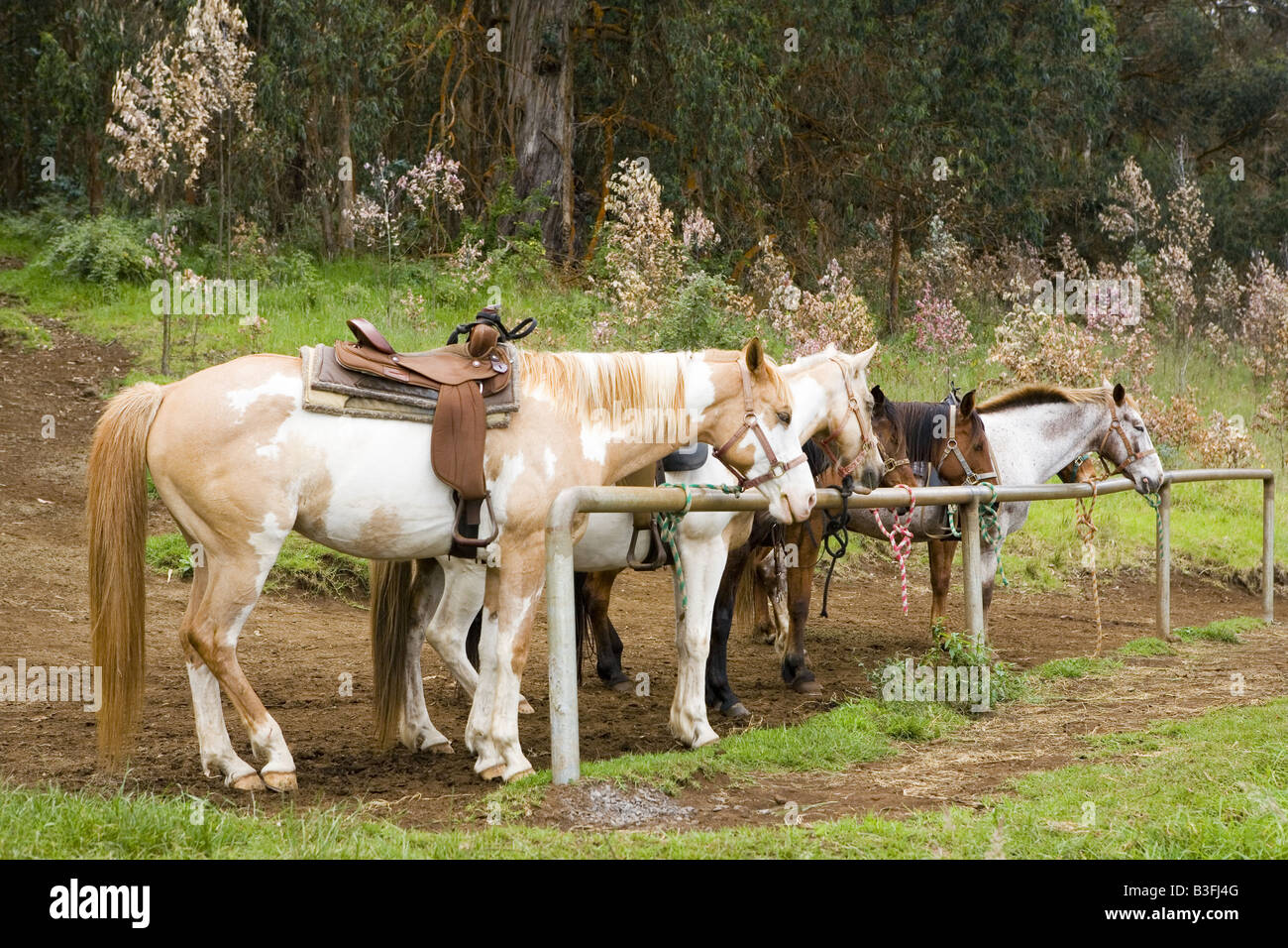 Horses Resting At Hitching Post Stock Photo - Alamy