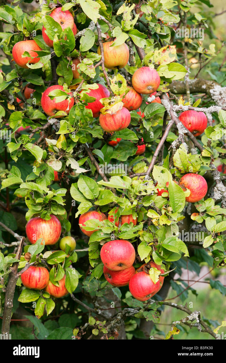 malus malus domestica apples crabapples pommier Stock Photo