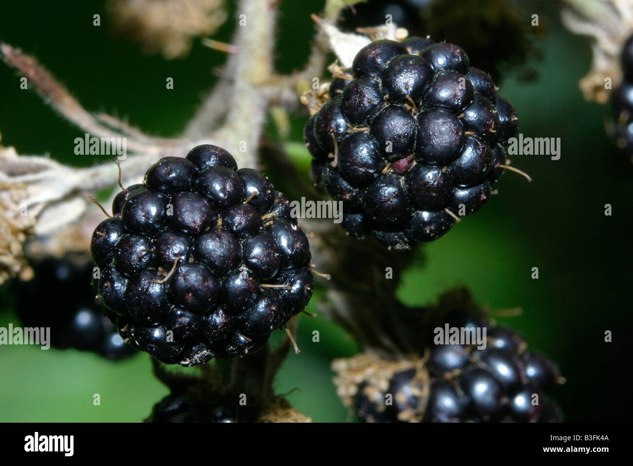 Brombeere Rubus fruticosus schwarzbeere kratzbeere blackberry bramble raspberry Stock Photo