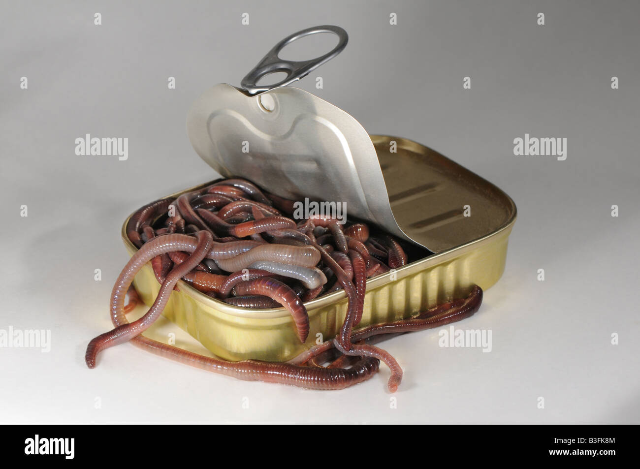 Can of worms Stock Photo