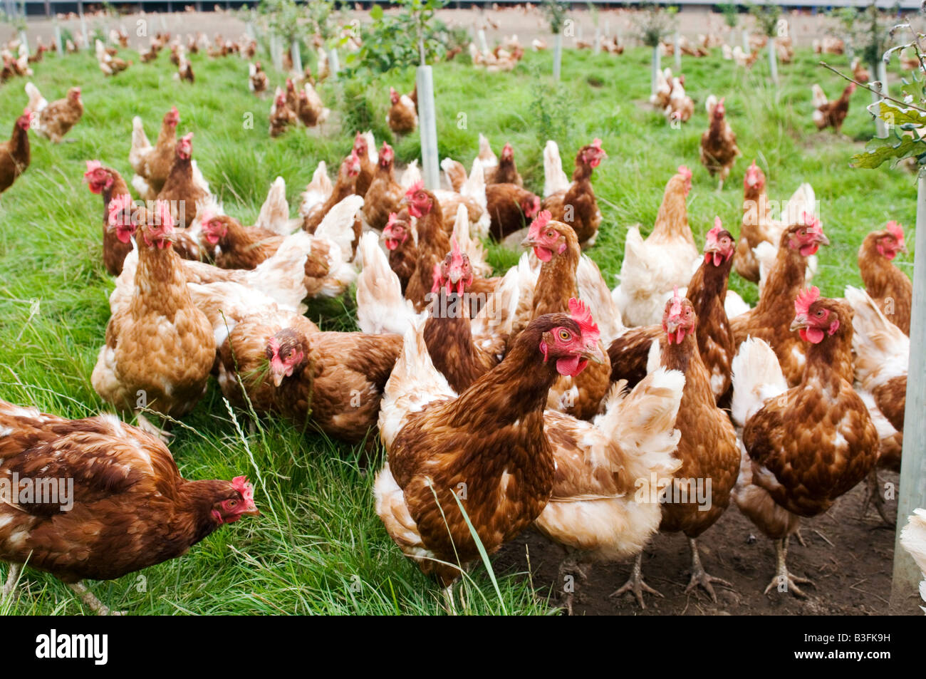 Freerange chicken chickens hen hens poultry free range eggs farming farmer farm bird birds food production shed peck pecking scr Stock Photo