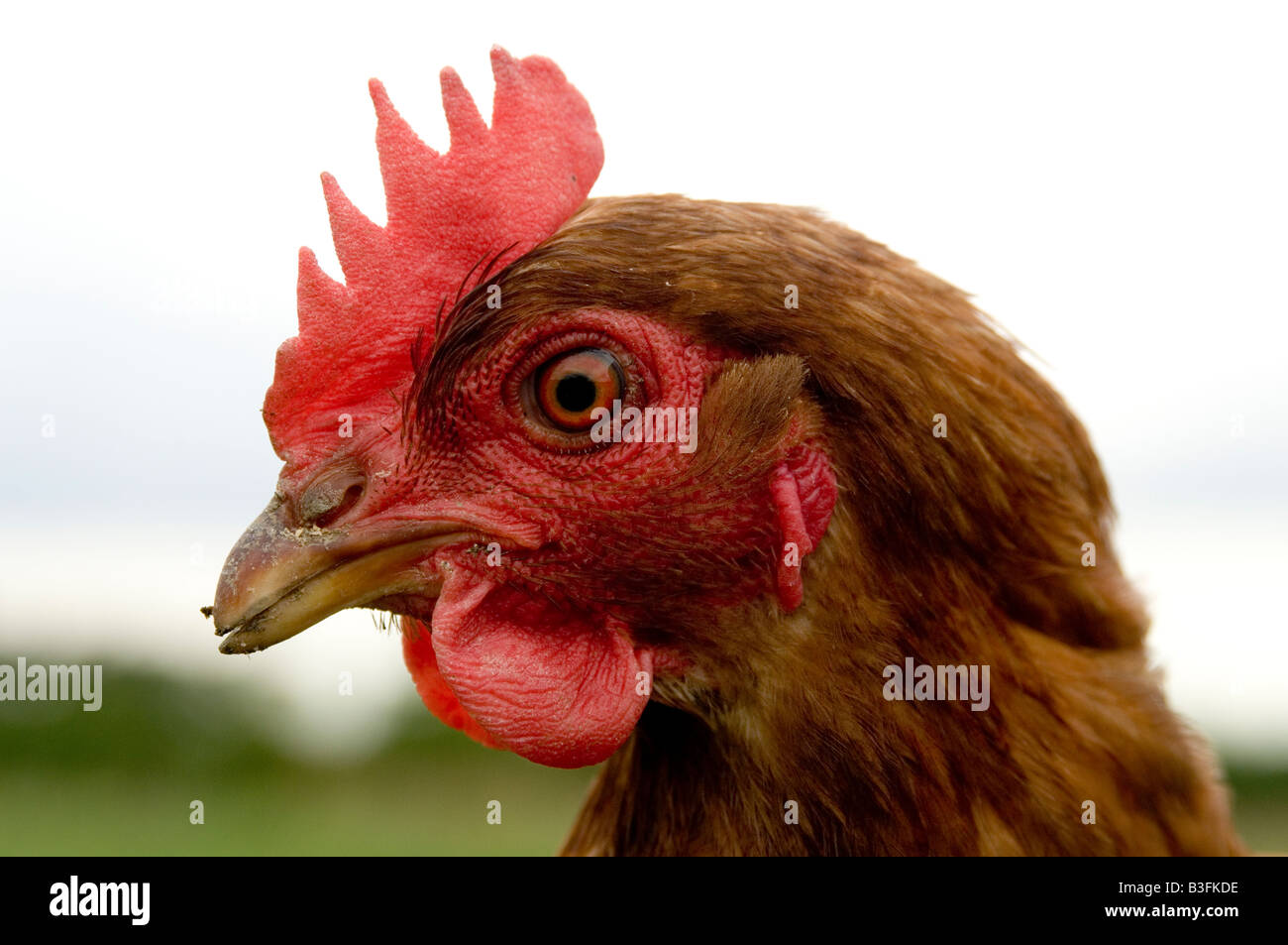 Freerange chicken chickens hen hens poultry free range eggs farming farmer farm bird birds food production shed peck pecking scr Stock Photo