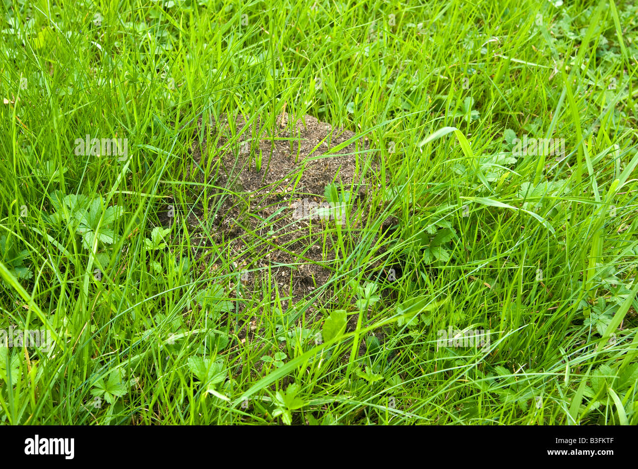Uk ants nest hires stock photography and images Alamy