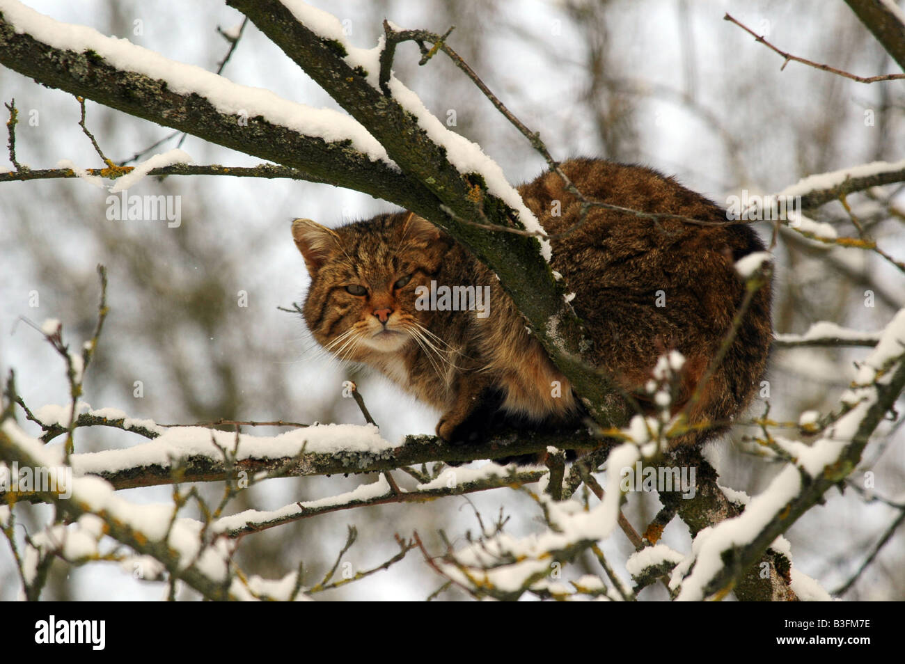 Europäische Wildkatze männlich Felis silvestris Common Wild Cat male Baden Wuerttemberg Deutschland Germany Stock Photo