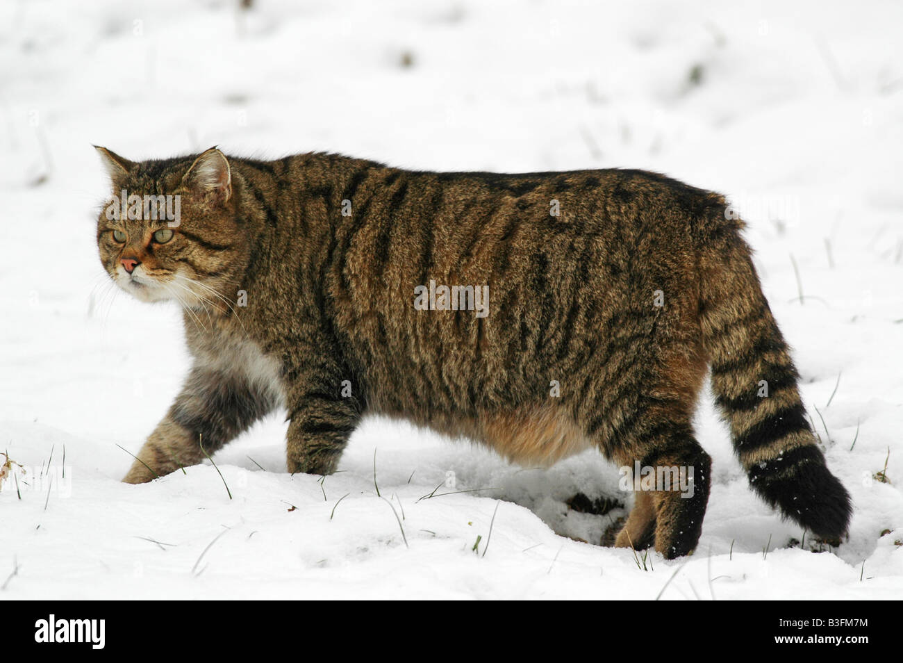 Europäische Wildkatze männlich Felis silvestris Common Wild Cat male Baden Wuerttemberg Deutschland Germany Stock Photo