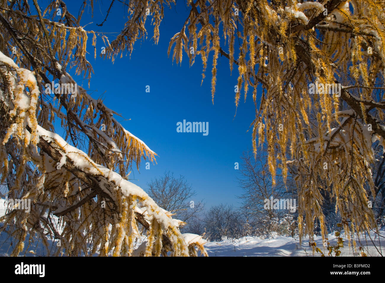 Winter sets in freshly snow covered winter landscape after winter set in with autumnal coloured larches Schwaebische Alb Germany Stock Photo