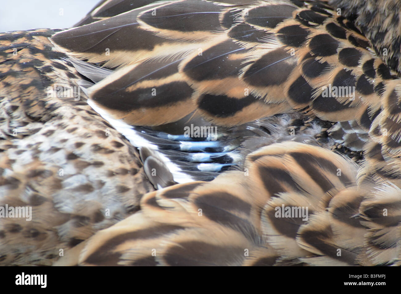 Pattern on a duck feather Stock Photo