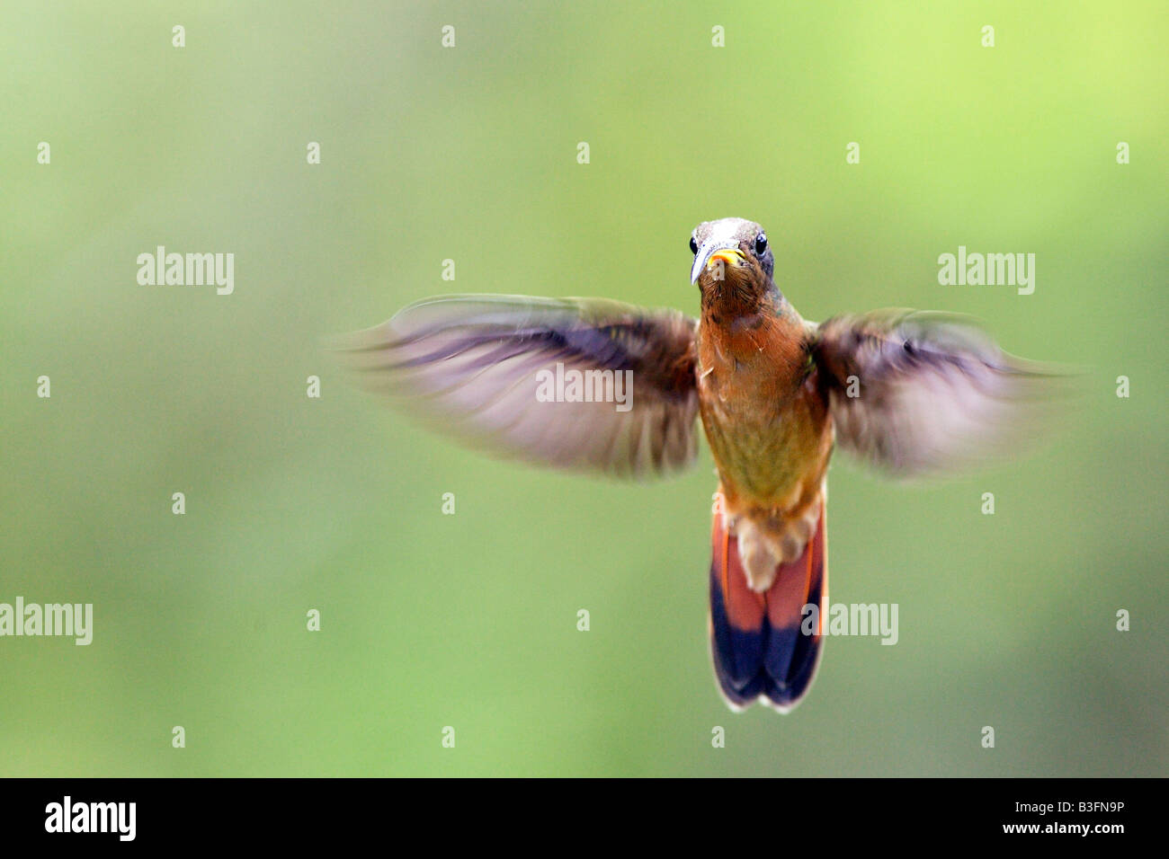 Hermolis In Flight Rufous-breasted Hermit (Glaucis hirsuta) in flight Stock Photo - Alamy