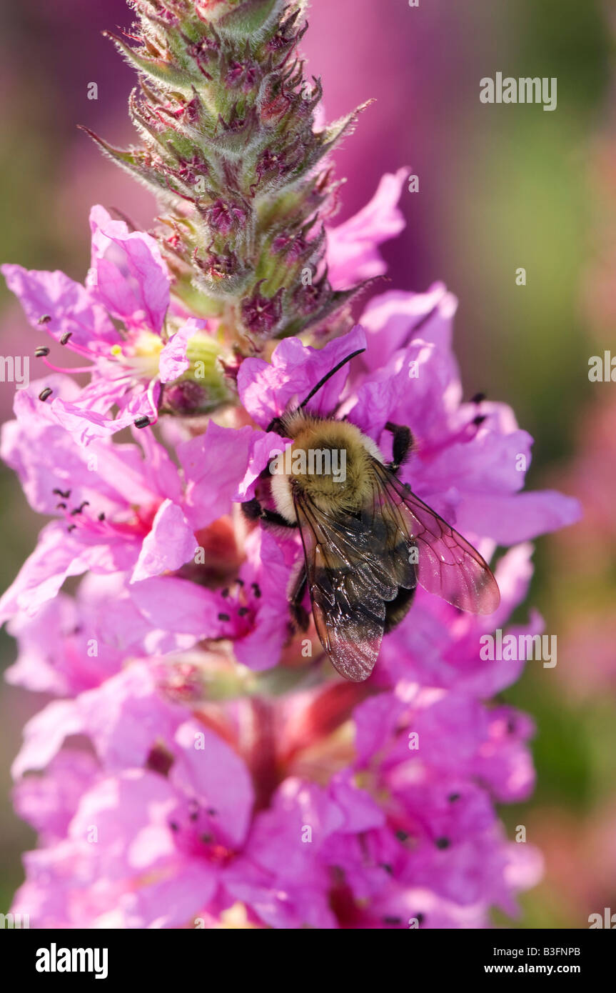 bumblebee on purple loosestrife flowers Stock Photo