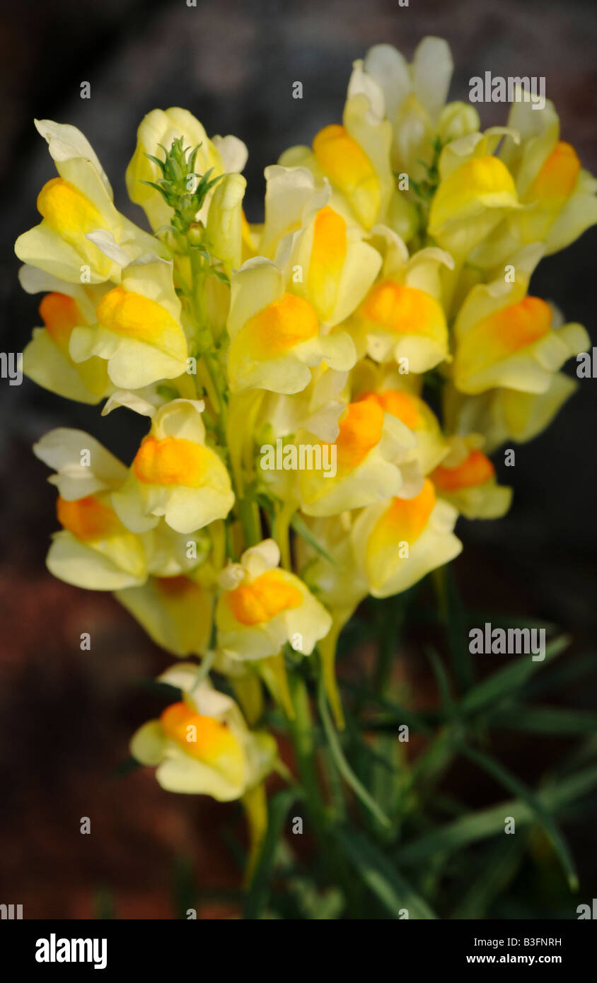 butter and eggs flowers Stock Photo Alamy