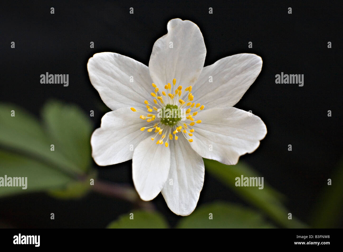 Anemone nemorosa Wood Anemone white flower petals Stock Photo Alamy