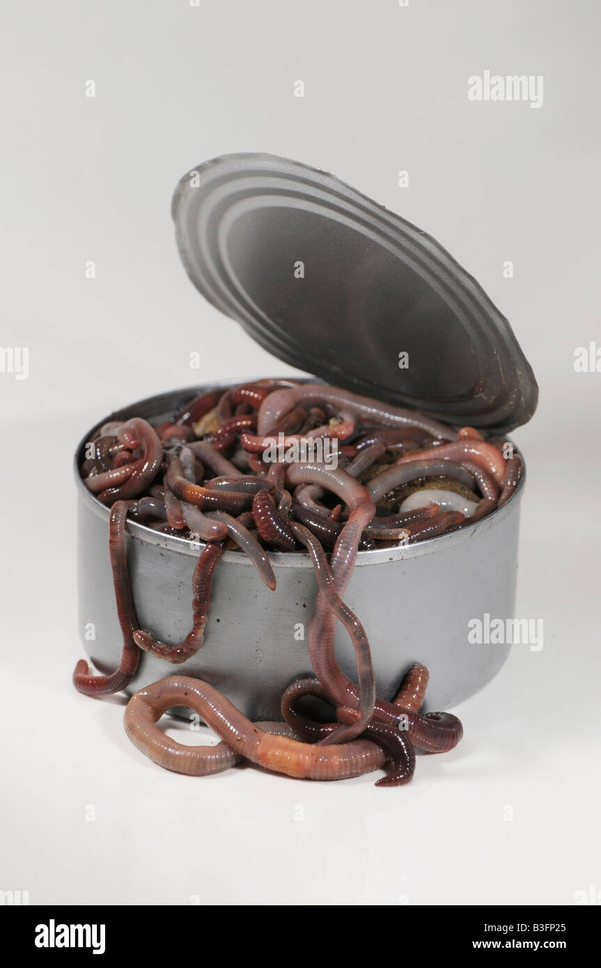 Can of worms Stock Photo