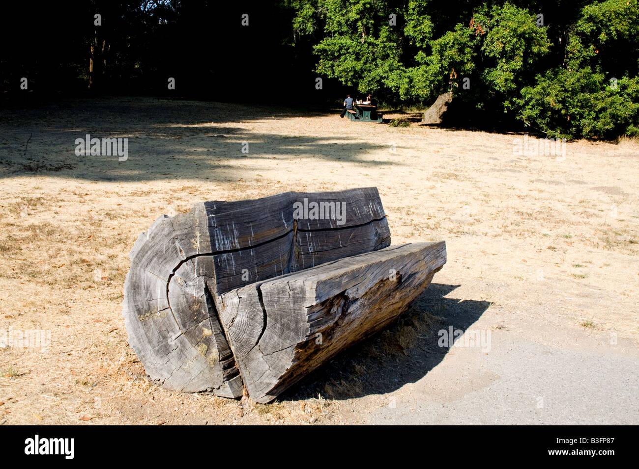 A bench made out of a portion of a tree in Marin County, California Stock Photo