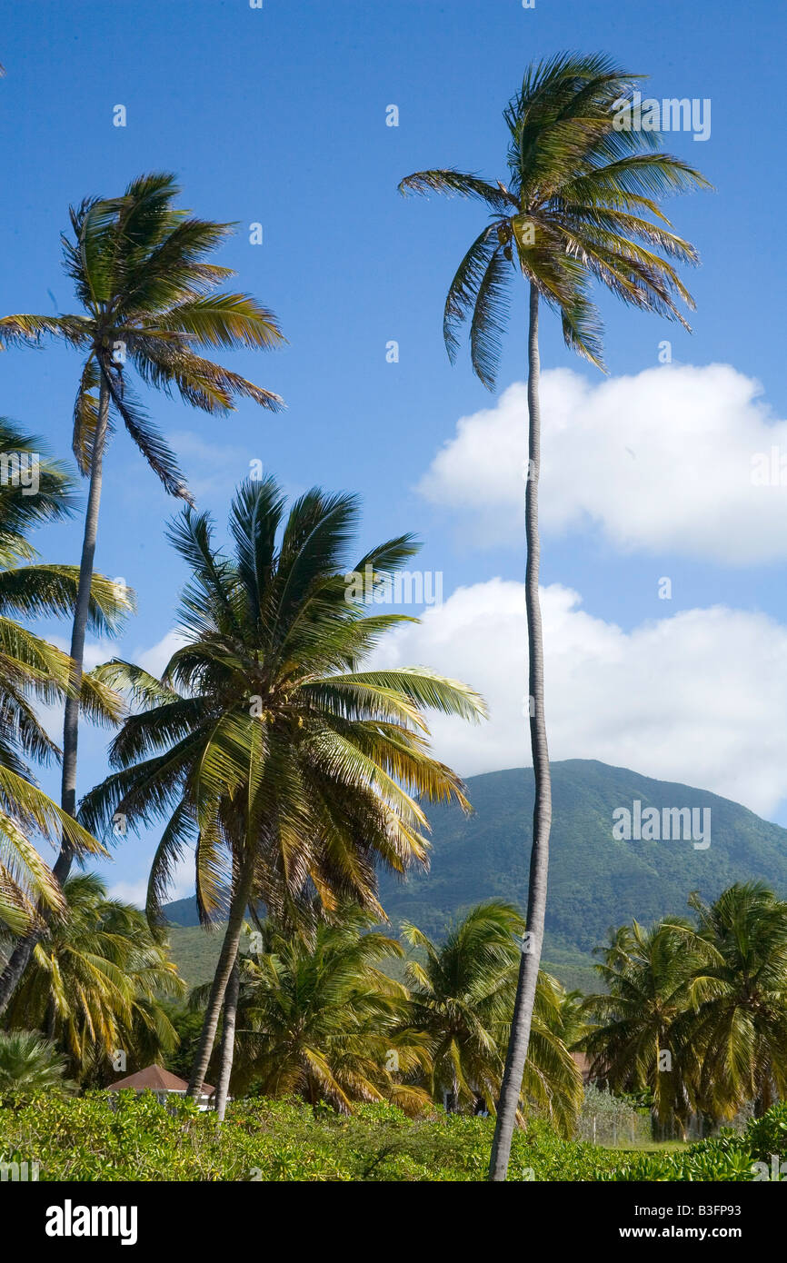 Tall Coconut Palms at Nevis Caribbean Stock Photo