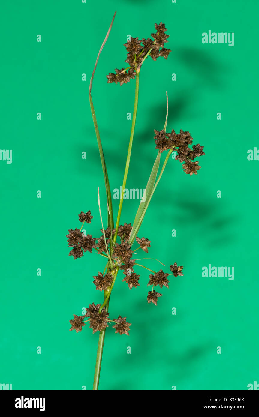 Dark green bulrush Stock Photo