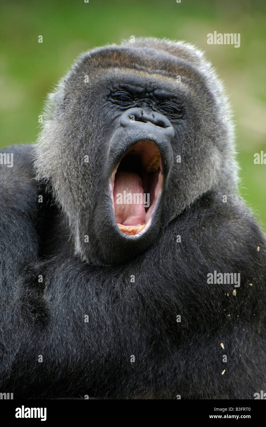 tired lowland gorilla Stock Photo