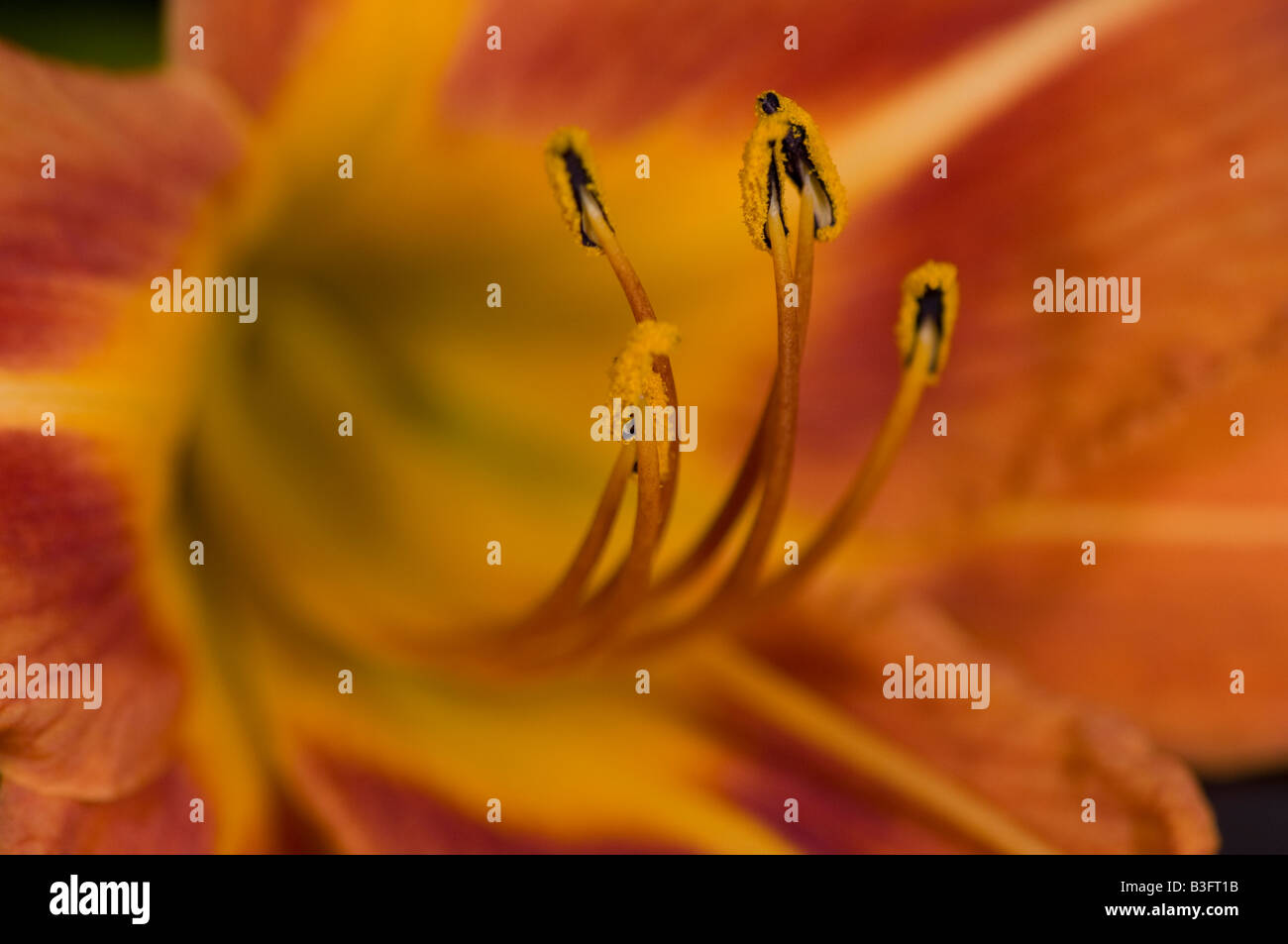 daylily flower close up Stock Photo