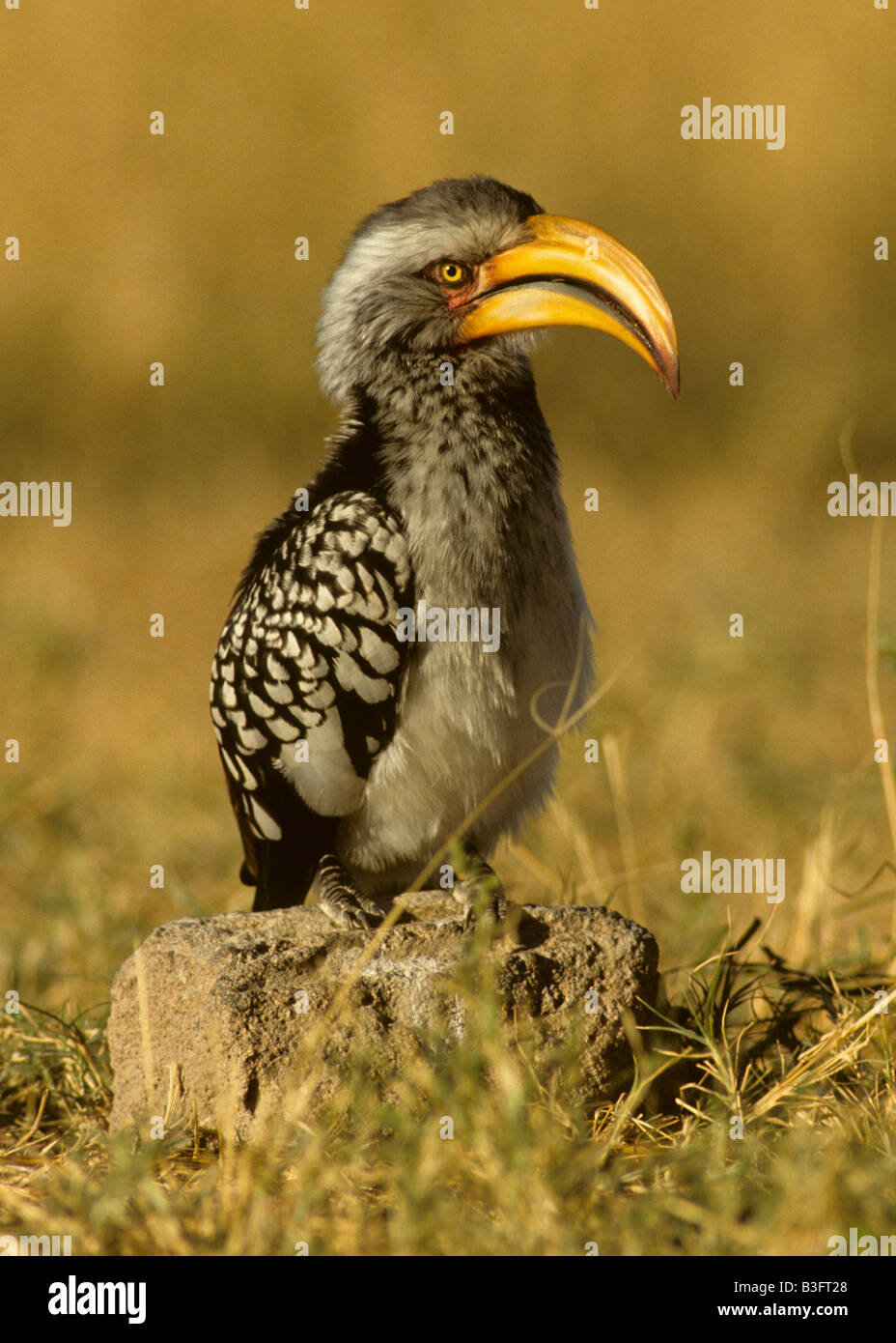 yellow-billed tocko bird old simbabwe Stock Photo