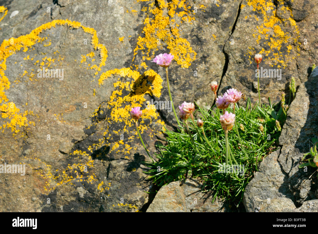 Sea Pink growing in a cleft of a rock covered with lichen Central Mainland Shetland Isles Scotland UK Stock Photo