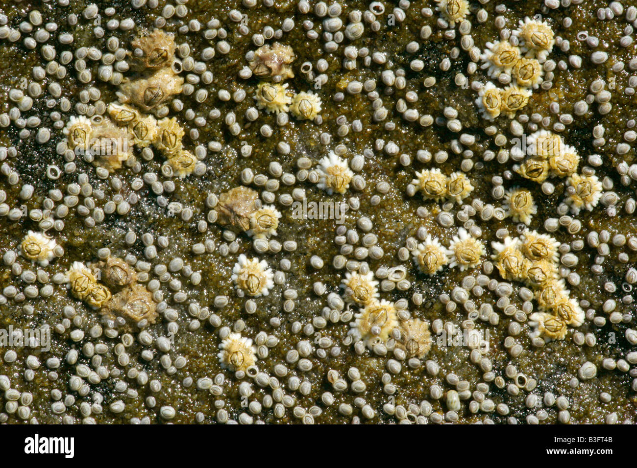 Acorn barnacles semibalanus balanoides on a rock at low tide coast near Elgol Isle of Skye Western Highlands Scotland UK Stock Photo