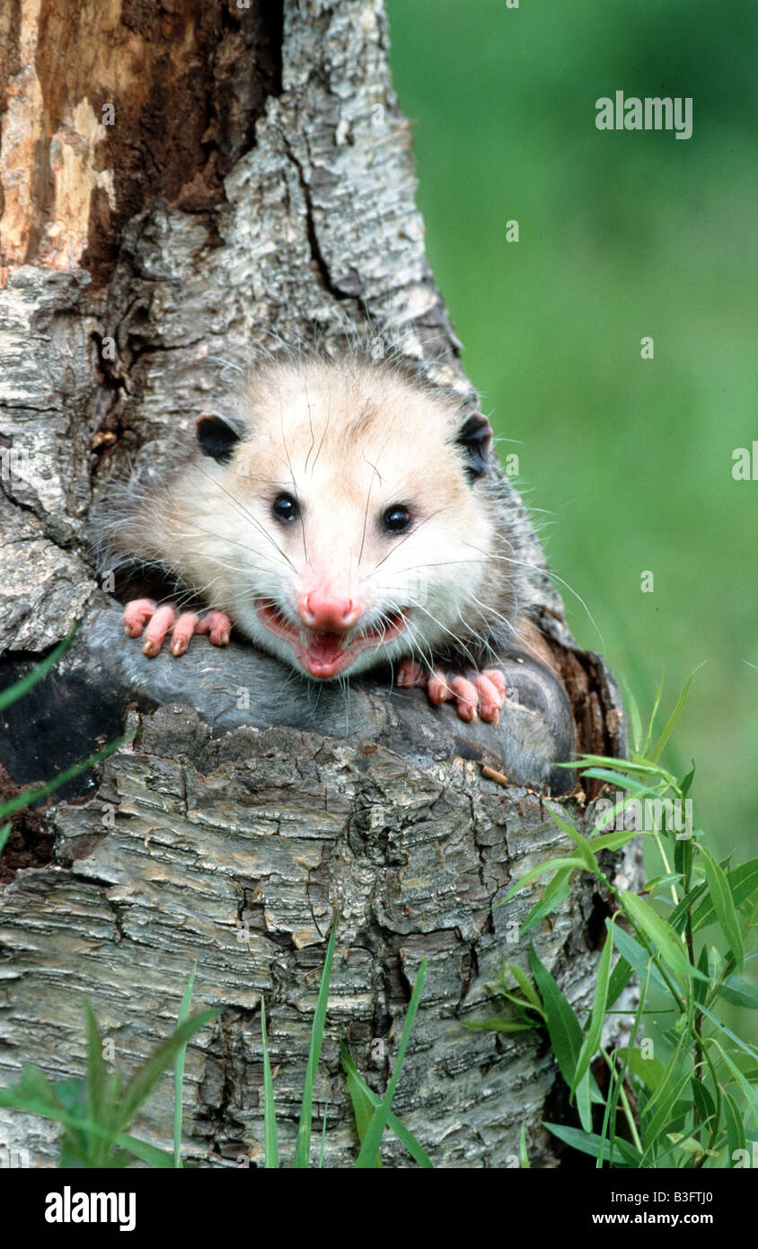 Beutelratten High Resolution Stock Photography And Images Alamy