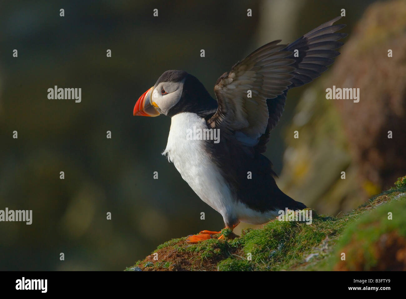 Puffin Fratercula arctica adult in flight against blue sky Sumburgh Head RSPB Reserve South Mainland Shetland Isles Scotland UK Stock Photo