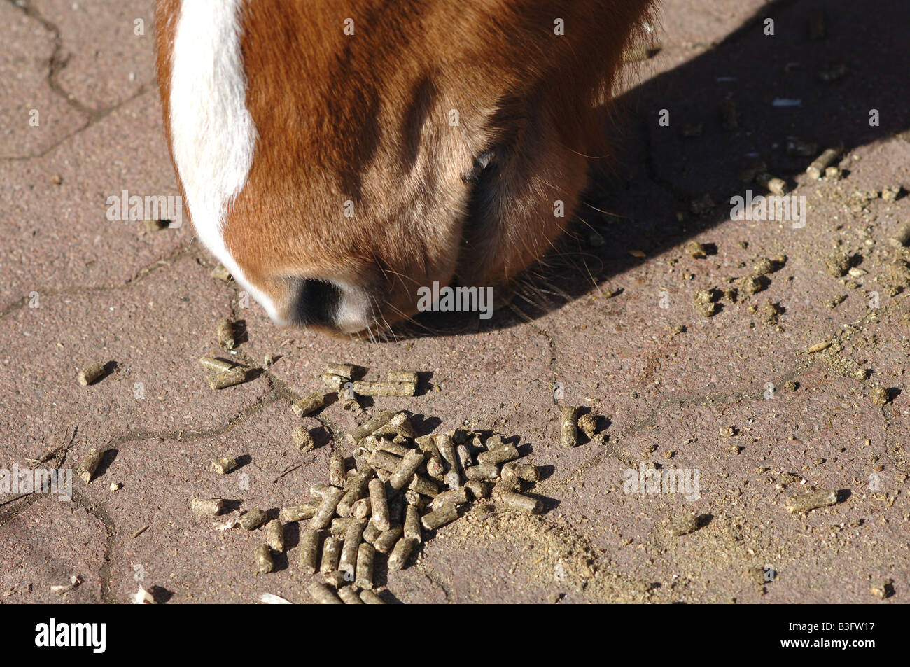 guzzling snout of a horse Stock Photo