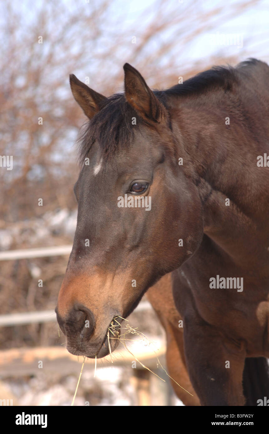 Pferd frisst Heu Horse eats Hay Stock Photo