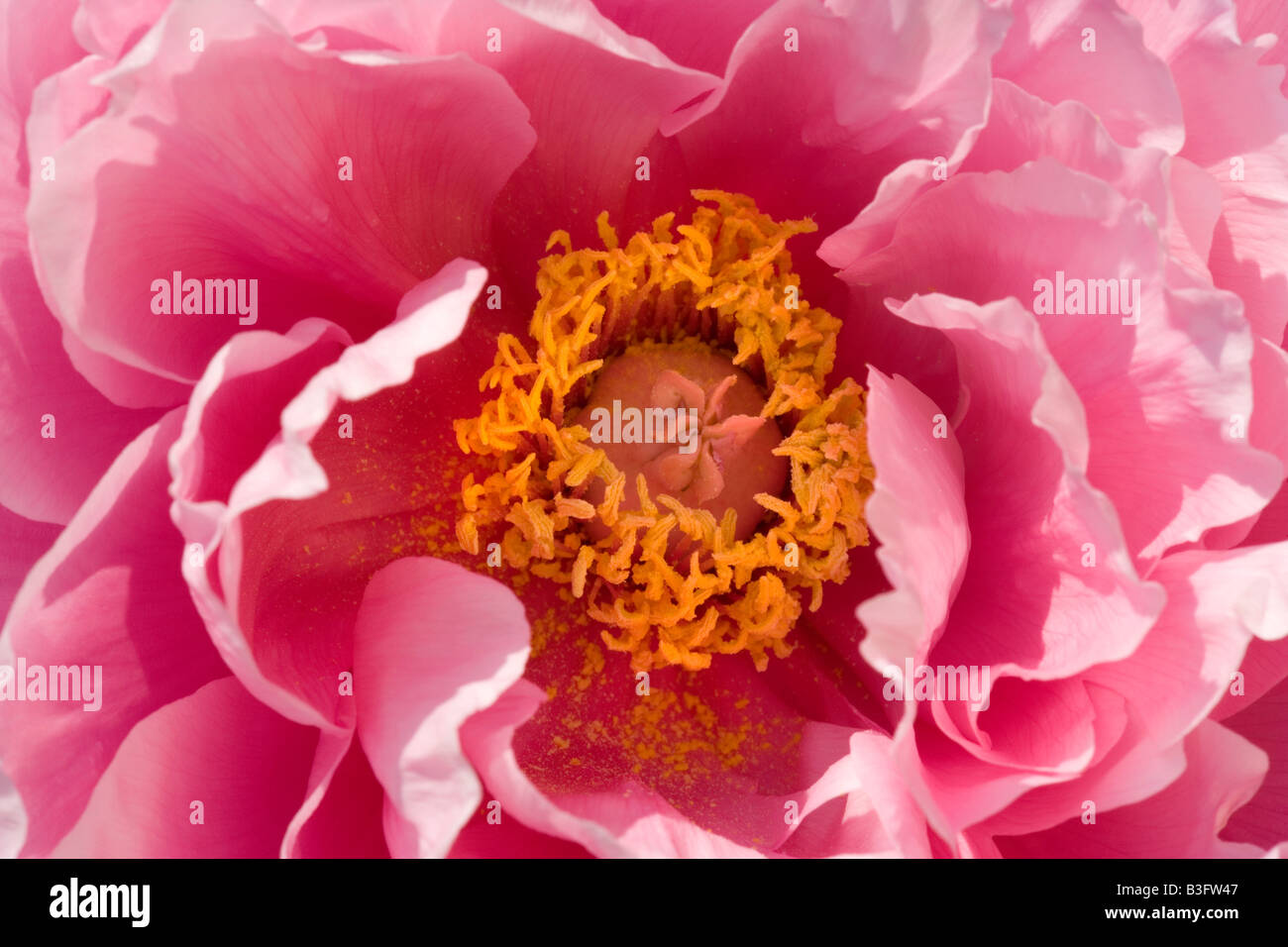 detail of a light pink coloured peony Germany Stock Photo