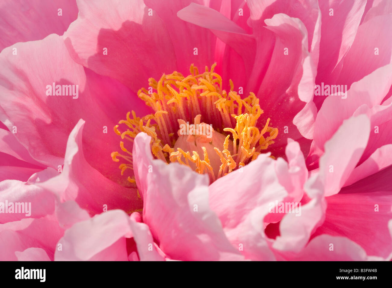 detail of a light pink coloured peony Germany Stock Photo