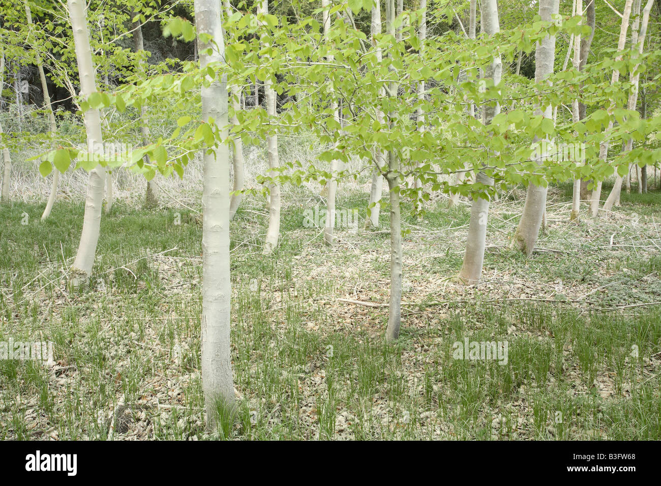 beech tree abloom forest whitewashed spring Germany Stock Photo
