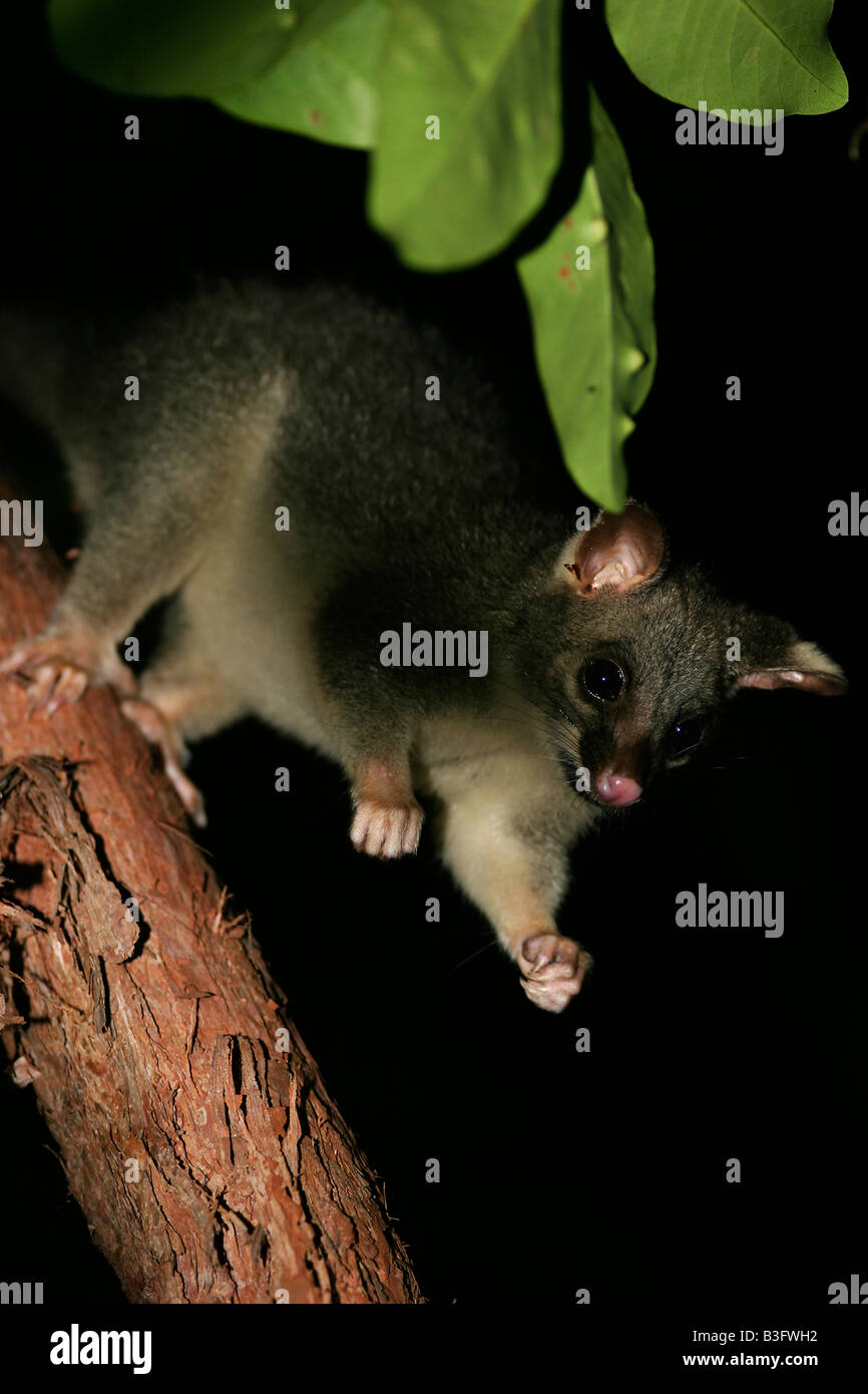 Fuchskusu Possum possa kusu Trichosurus Australia Australien Stock Photo