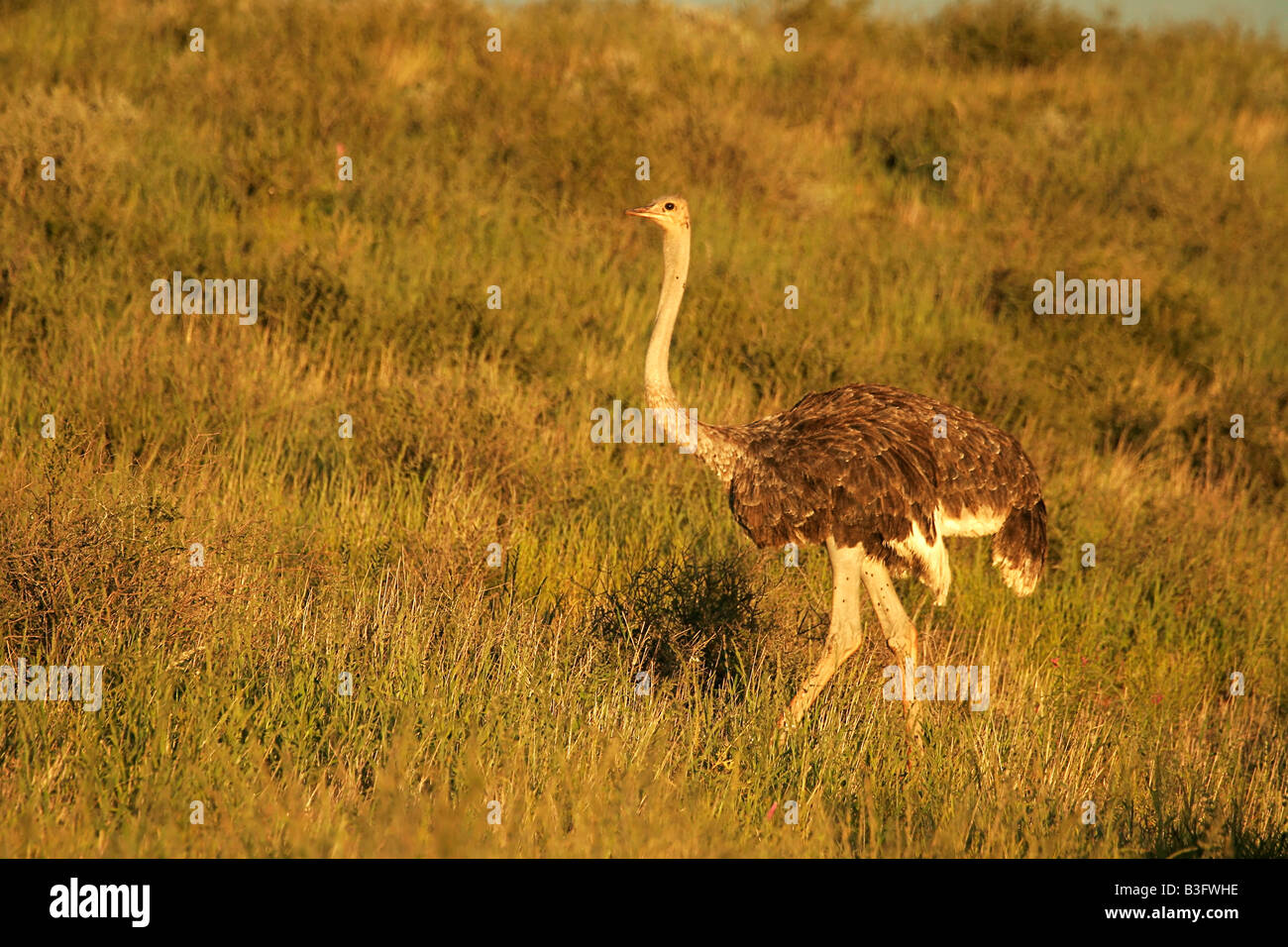 afrikanischer strauss ostrich south africa suedafrika Stock Photo