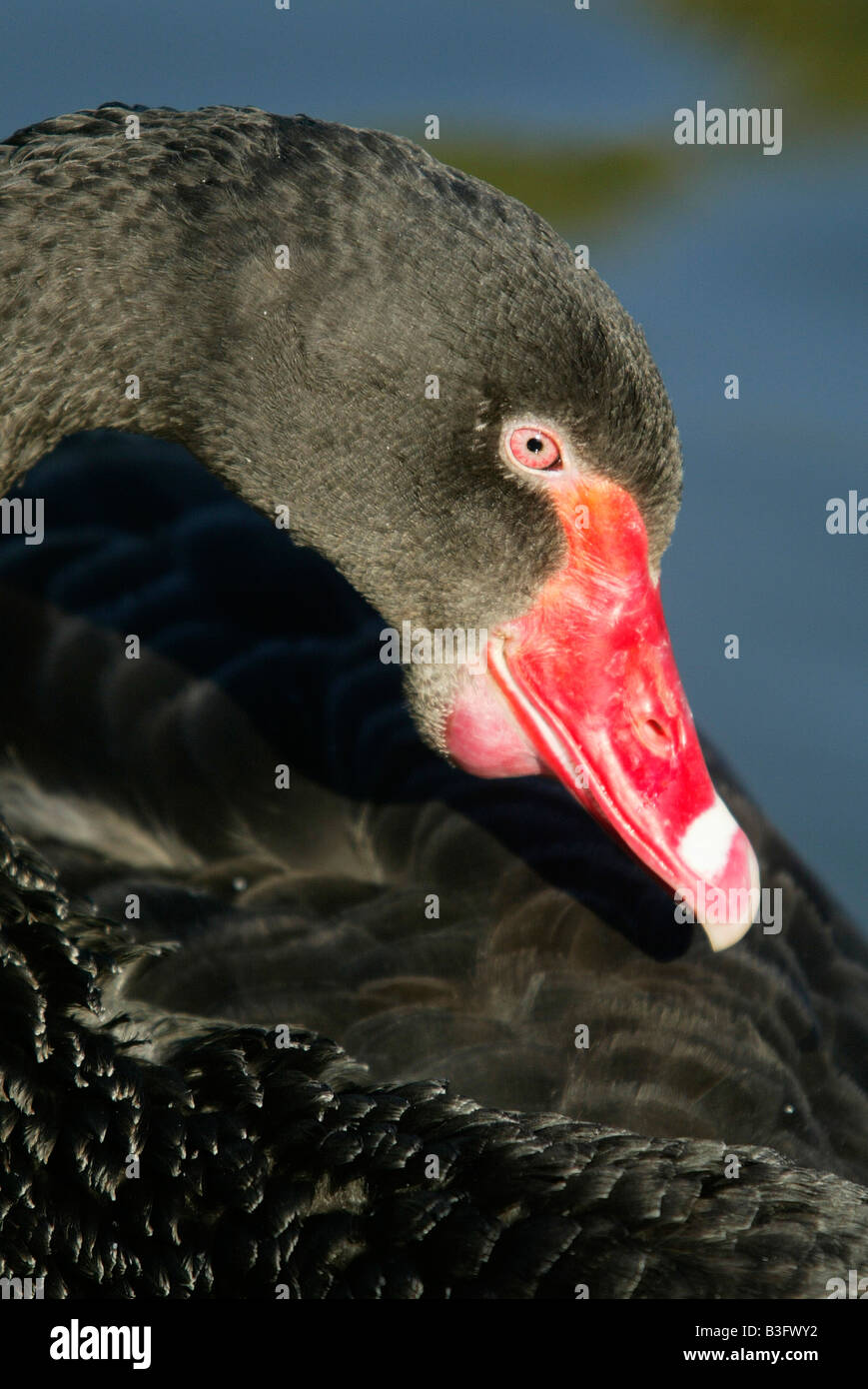 Black Swan Stock Photo