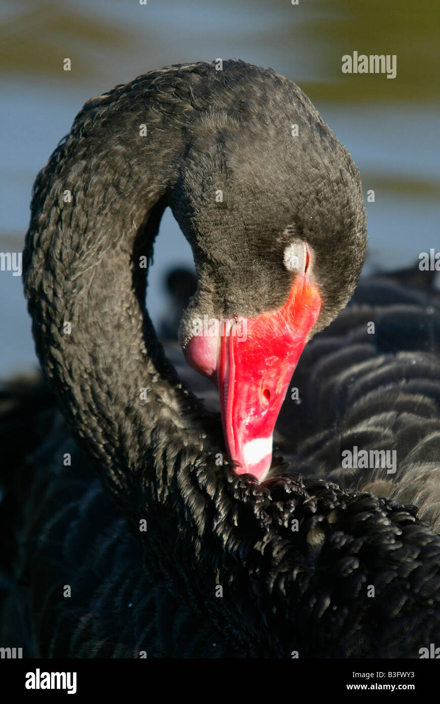 Black Swan Stock Photo